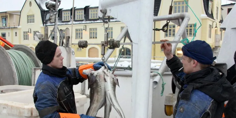 Kaisalg av skrei, lever og rogn fra snurrevadbåten "Isfjord" i Harstad. Arkivfoto: Jon Eirik Olsen