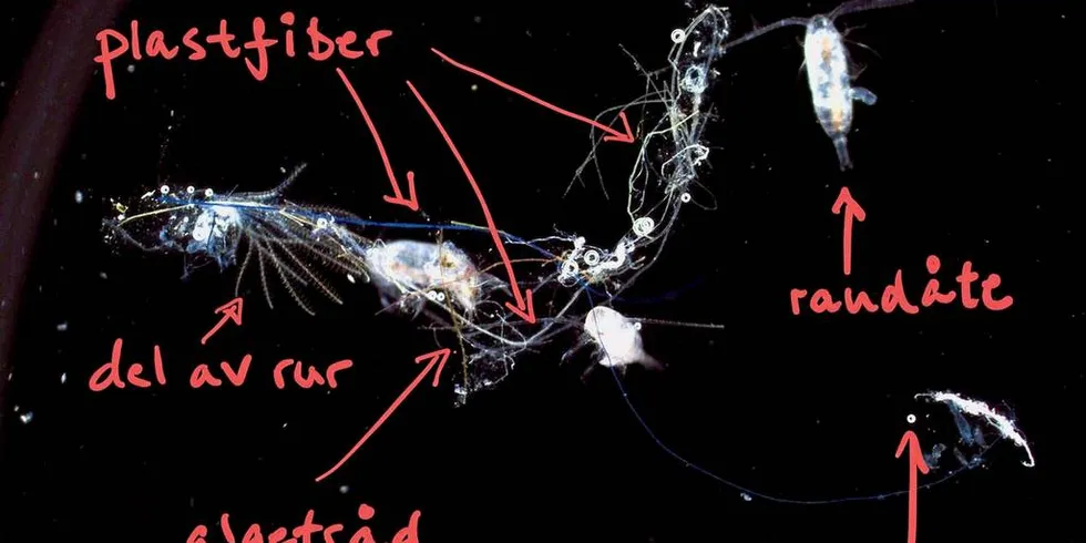 Under mikroskopet ser forskaren tydeleg dei fargerike plastfibrar som flyt mellom organisk materiale som algetrådar og dyreplanktonet raudåte (2,5 millimeter lange). Biletet er forstørra 8 gongar, og den blå mikroplasttråden er 14 mm lang.Foto: Terje van der Meeren/Torhild Dahl/Havforskingsinstituttet