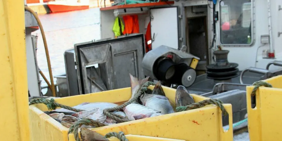 Ecobait utvikler blant annet agn for linefiske med torsk.Illustrasjonsfoto: Terje Jensen