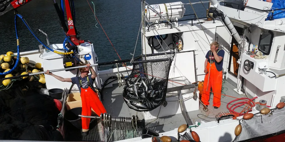 «Harengus» er godt i gang med å fiske makrell. Notfangster låssettes for å tilføre best kvalitet til markedet.