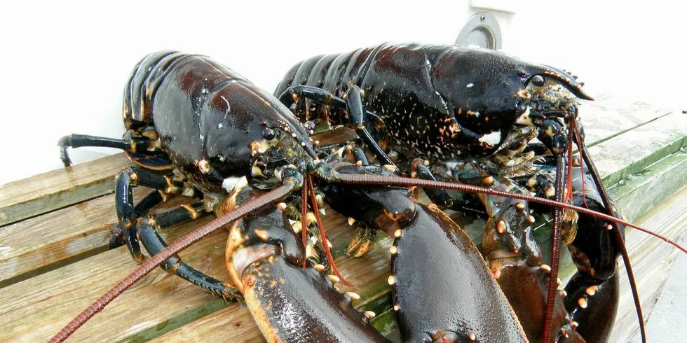 REKRUTTERING: Hummerfiske kan være en fin inngang til fiskeriyrket for unge fiskere, mener Kristian Lokøy, som har gode barndomsminner fra da faren kom hjem med nye hummerteiner.Illustrasjonsfoto: Ola Mork, fiskeridirektoratet