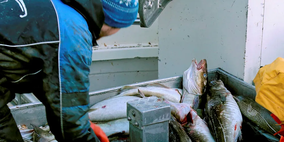 KYSTTORSK: Kysttorsken er i hovedsak en bunnfisk, men kan også oppholde seg pelagisk i perioder når den beiter og gyter. Utbredelsen er fra innerst i fjorder og ut til Eggakanten.