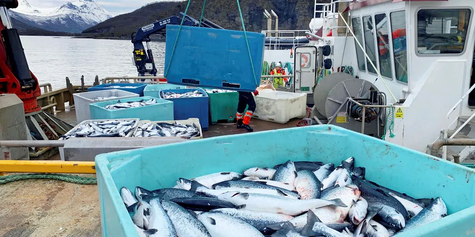 Kasse på kasse med død laks ble heist opp på kaia på landbasen til Northern Lights Salmon i Balteskard i Sør-Troms, etter at dødelige alger tok livet av flere hundre tusen laks i fjor.