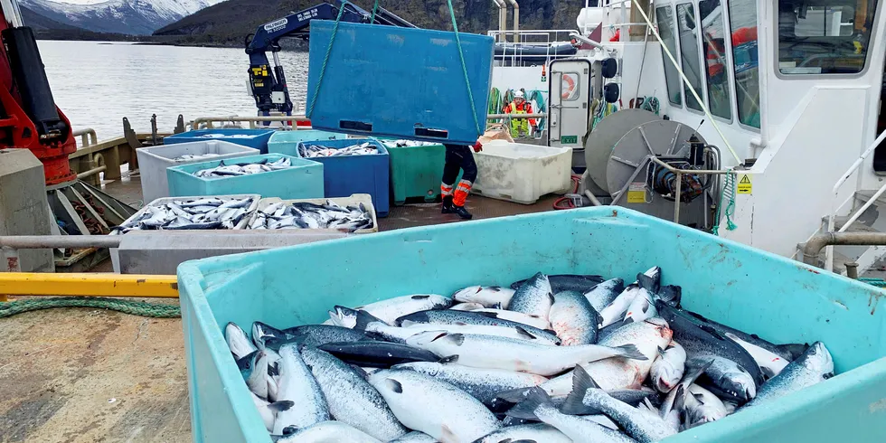 Kasse på kasse med død laks ble heist opp på kaia på landbasen til Northern Lights Salmon i Balteskard i Sør-Troms, etter at dødelige alger har tok livet av flere hundre tusen laks i fjor.