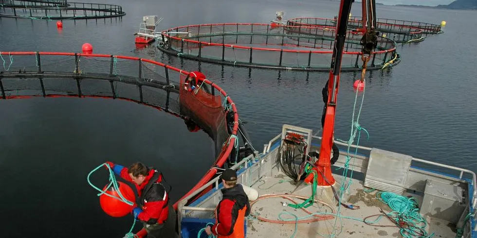 Torskeoppdrett hos Nap Marine, som siden er innfusjonert i Gildeskål Forskningsstasjon (Gifas).