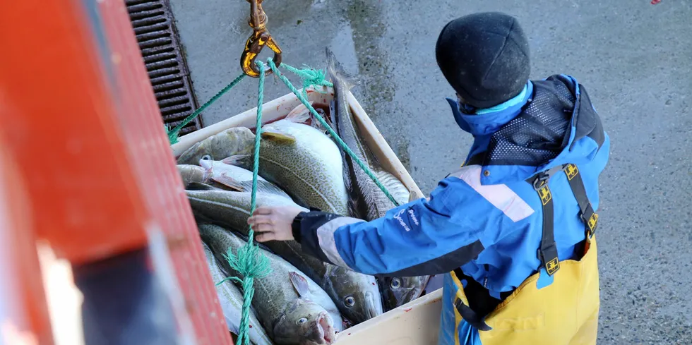 Noen fulle kar med skrei er det blitt for de fleste sjarkfiskerne denne våren, men ikke mange nok.