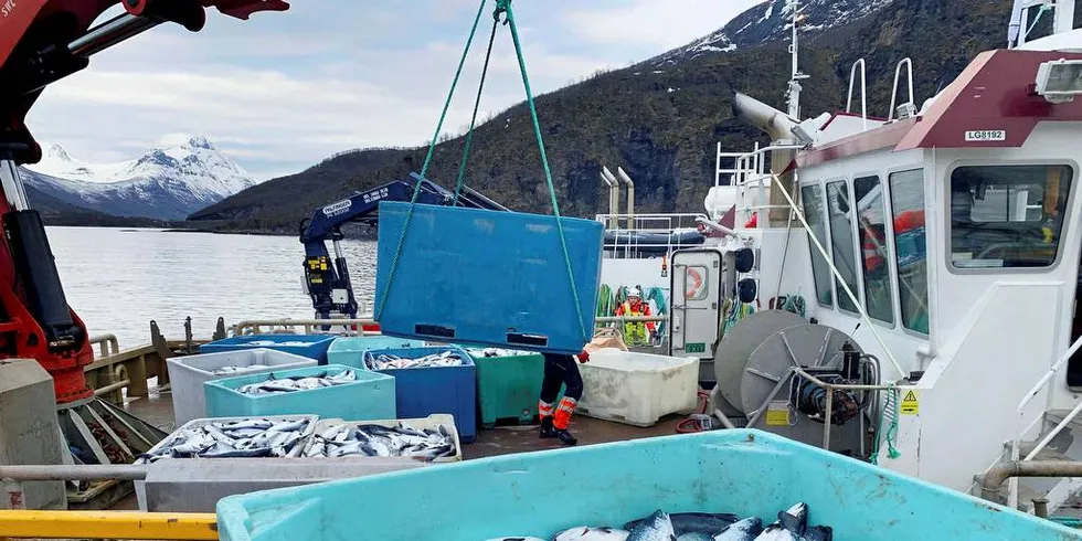 DØD LAKS: Kasse på kasse med død laks heises opp på kaia på landbasen til Northern Lights Salmon i Balteskard i Sør-Troms, etter at dødelige alger har tatt livet av flere hundre tusen laks.Foto: Northern Lights Salmon AS