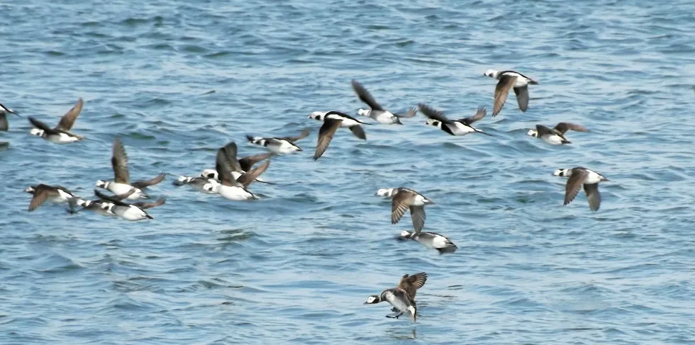 The Long-tailed duck is a potential obstacle to Poland's offshore wind plans.