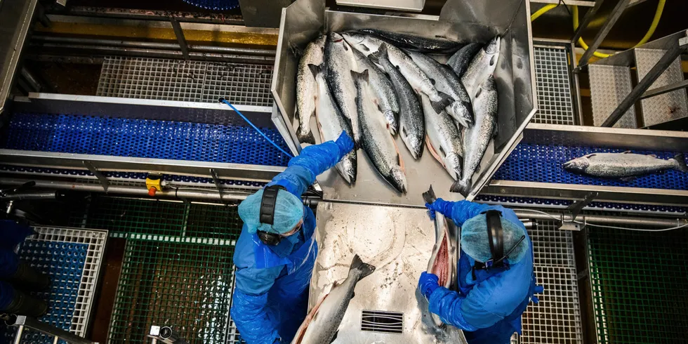 Lerøy Aurora har er stort slakteri på Skjervøy, som tok over da rekeindustrien forsvant fra bygda.