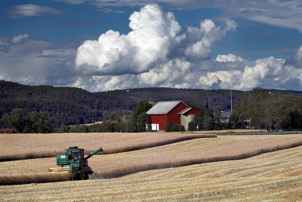Det ligger an til å bli dårlige avlinger i år på grunn av det tørre været. Foto: Ole Morten Melgård