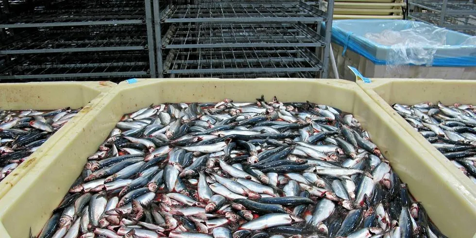 NORDSJØSILD: Det har vært en utfordrende sesong på nordsjøsilda. Dårlig samling og mange kast har vært betegnende for fiskeriet i år.Illustrasjonsfoto: Kjersti Sandvik