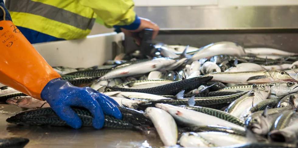 De islandske fiskerne sliter med å komme i mål med årets makrellkvote.