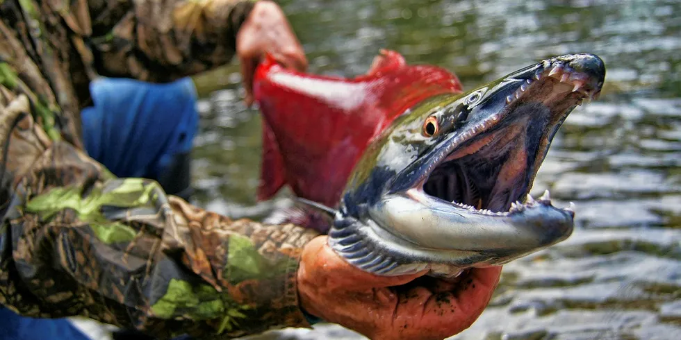 The group holding the Marine Stewardship Council (MSC) certificates for British Columbia sockeye, pink and chum salmon fisheries is voluntarily dropping out of the eco-label program