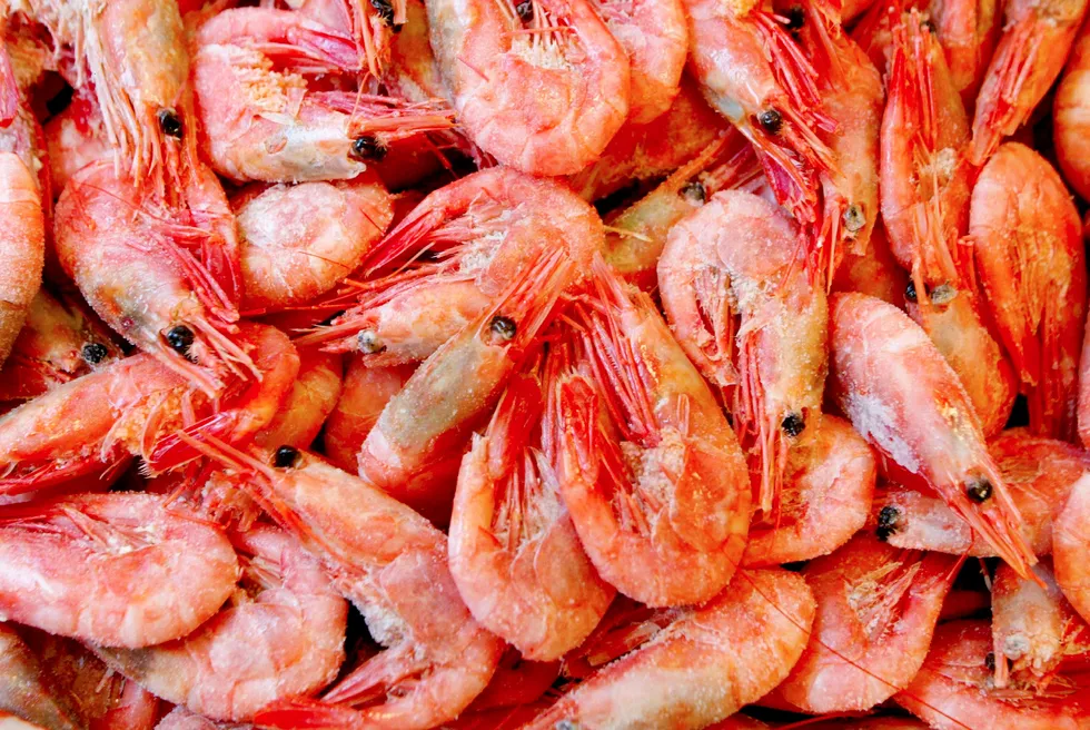 A range of conditions influence demand and price for coldwater shrimp including, at a certain price point, the availability and price of warmwater product.