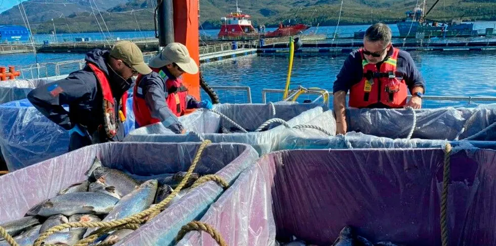 Inspektører fra chilenske fiskerimyndigheter sjekker dødfisk på lokaliteten «Quemada» i fylket Aysen.