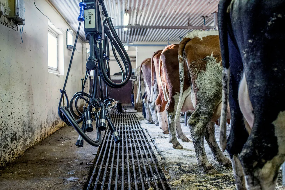 Tine er usikre på hvordan melkeproduksjonen for 2019 blir. Nå ber de Landbruks- og matdepartementet om å vurdere kvoteregelverket.