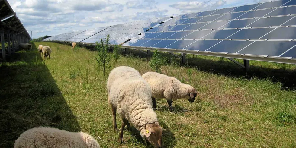 Sheep grazing between solar panels at a plant owned by Juwi in Germany