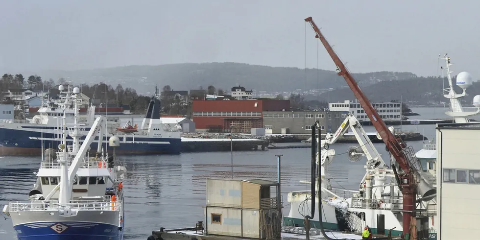 VEDDE: Trippelnine Vedde har travle tider for tiden med kjøp av veselsvis tobis og nordsjøsild for produksjon til mel og olje.