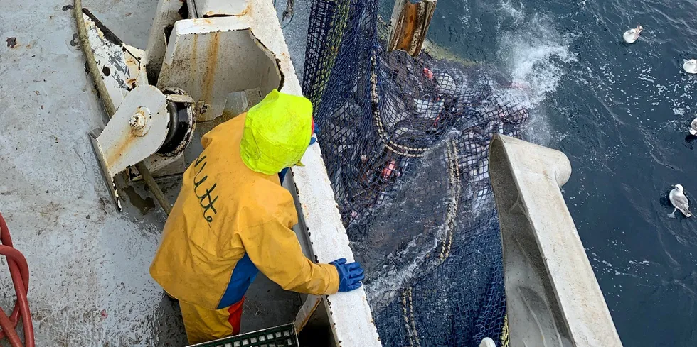 25 tonn blåkveite ble fisket på litt over et døgn denne uken.