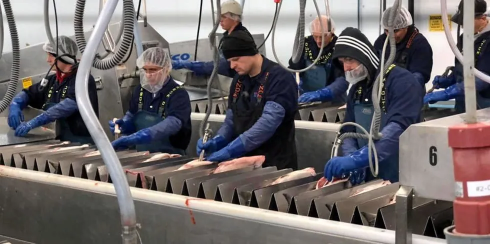Workers at OBI's Wood River salmon processing facility. A class action suit has been filed against the Cooke-Bristol Bay Economic Development (BBEDC) group for alleged wage theft by workers at the group's Naknek, Alaska operation.
