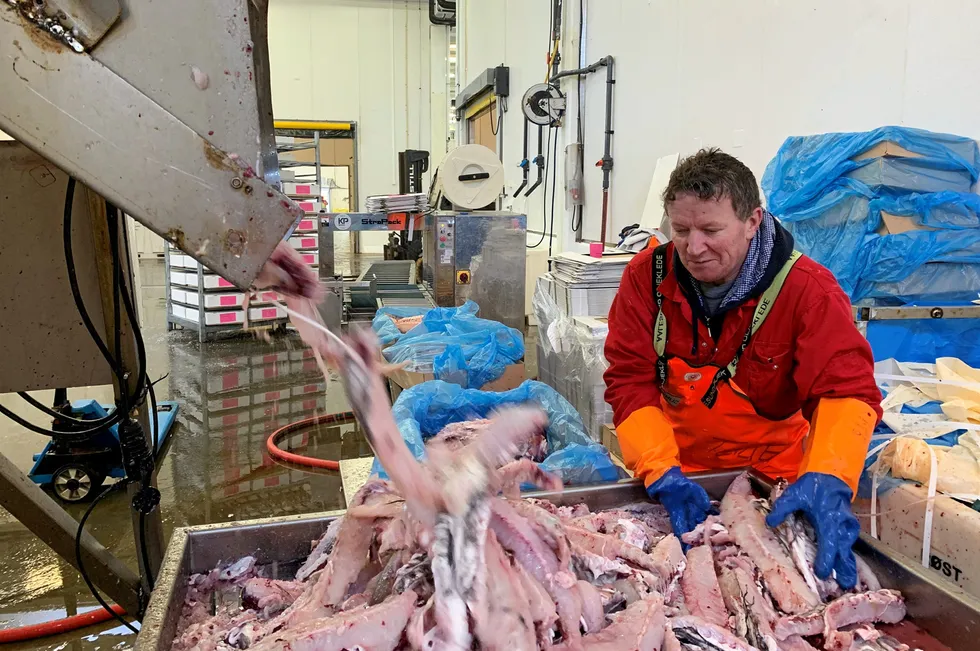 SKIFTET BEITE: Terje Andresen hadde sesongjobb i fiskeindustrien i Lofoten. Det er riktig å liberalisere norsk arbeidsliv slik at det er mulig å bruke mer vikarer enn hva so mer tilfellet i dag.