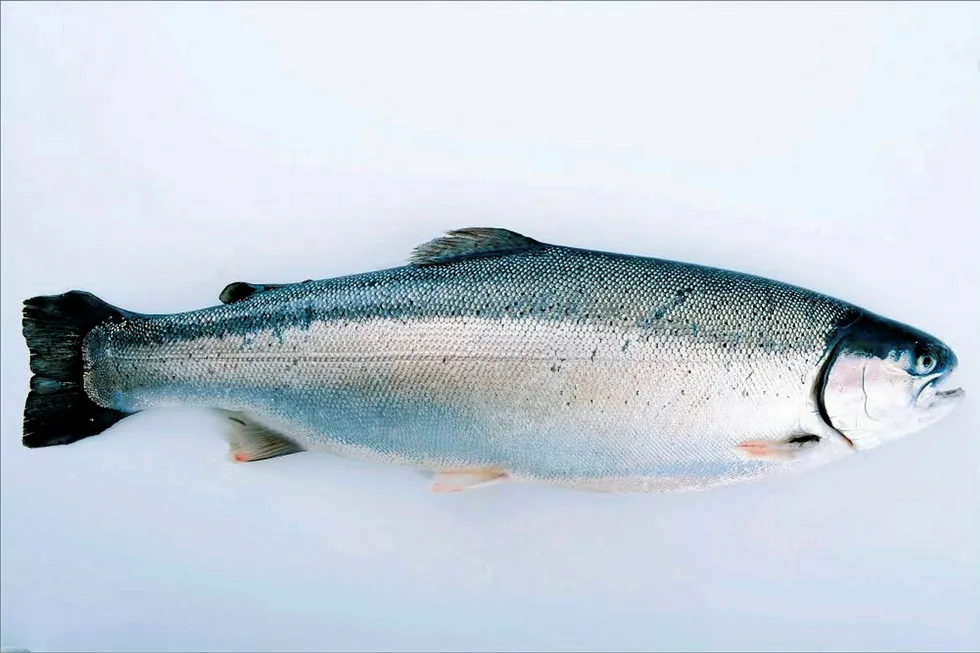Fjord Trout.