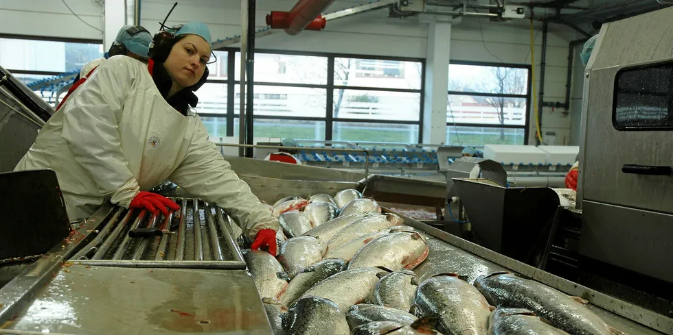 Illustrasjonsfoto fra slakteriet til Ellingsen Seafood på Skrova i Lofoten.