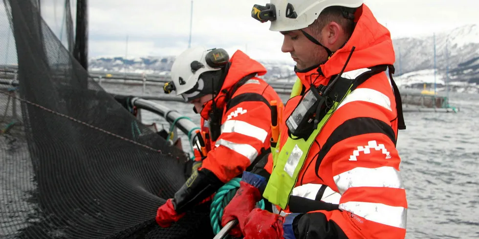 Havbruk gir lokal sysselsetting, som for disse røkterne på Nordlaks' lokalitet Holandselv i Kvæfjord kommune i Sør-Troms. Men hvor mye skal kommunen få for å leie ut sjøarealer til oppdrettsselskapene?