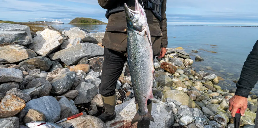 Fiskere og sportsfiskere er årsaken til at antallet villaks har gått ned, selv om de utvilsomt har forverret krisen.