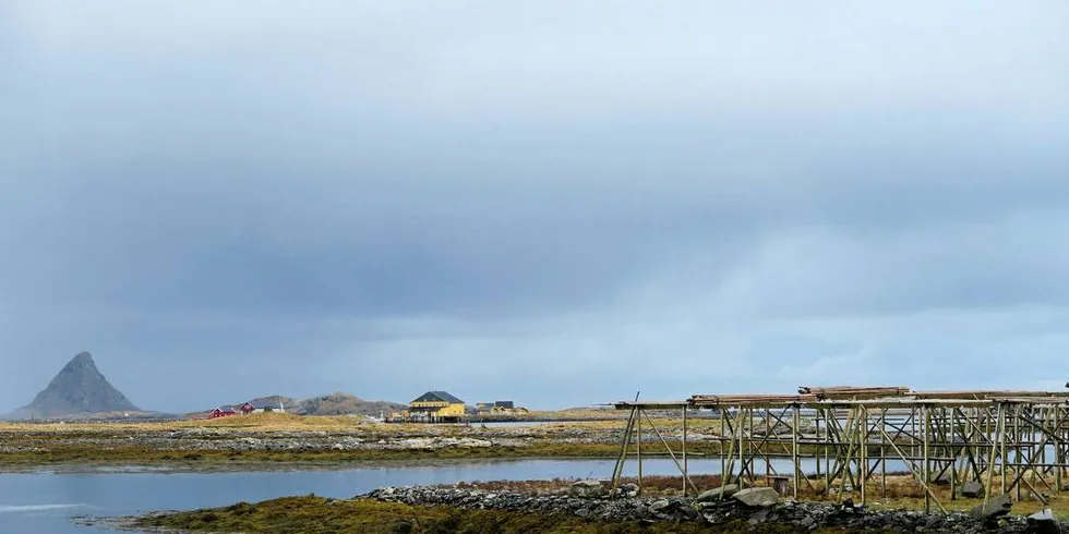 Røst: Forskerne har simulert ulike nivåer på oljeutslipp og ulike nivåer av torskeårsklasser. Et utlipp vil gi en svikt i gytebestanden, men ikke på krisenivå.Arkivfoto: Kjersti Sandvik