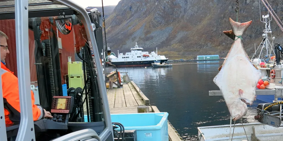 Her landes det kveite hos Øksfjord Fiskeindustri, og kveitesatsingen her er tatt opp av Vest-Finnmark Kystfiskarlag.