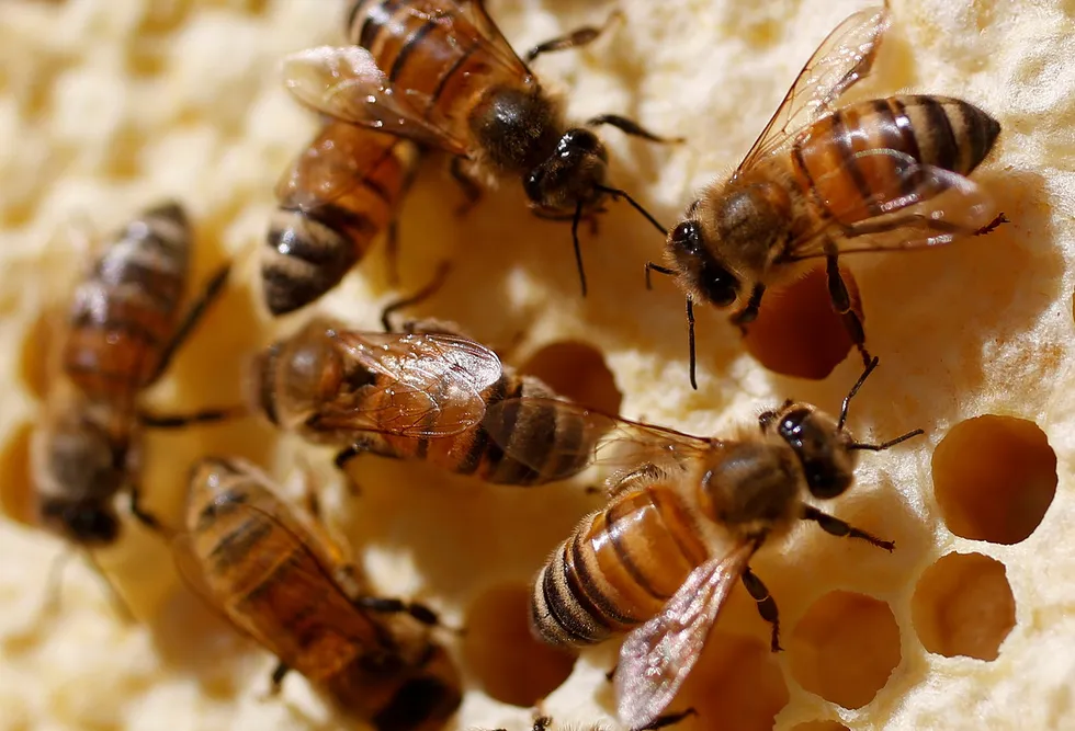 Namesake: bees on a beehive