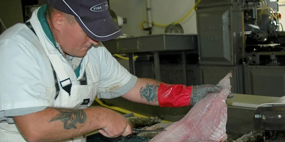 BROSME: Skjæring av brosmefilet fra fersk råvare ved Snorre Seafood sitt fiskemottak på Raudeberg ved Måløy.Foto: Einar Lindbæk