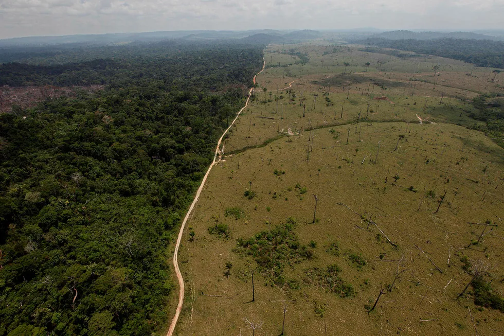 I et lovforslag fremmet 13. juli, foreslo Brasils miljødepartement å åpne for at store deler av Jamanxim-skogen i Amazonas kan bli avskoget. Foto: Andre Penner / AP Photo