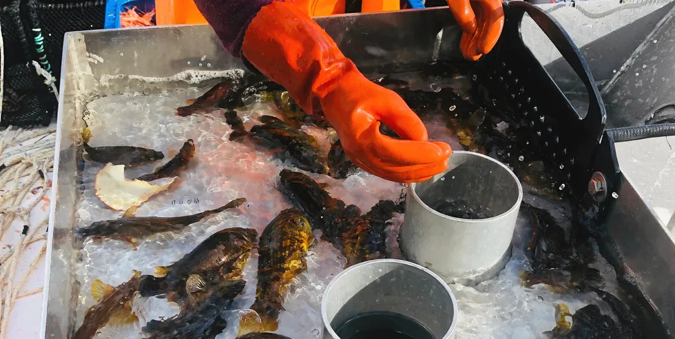 Fiskerne fra Bokn har inntrykk av at det er en stor leppefiskbestand.