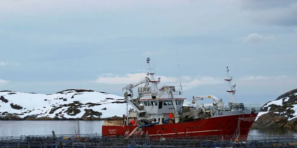 PIONER: «Olagutt» har vært blant pionerbåtene innen levendefangst av torsk, og leverte gjennom flere vintersesonger fast til det nå avviklede Sjøfisk-anlegget på Bjarkøy (bildet).Foto: Alf Fagerheim