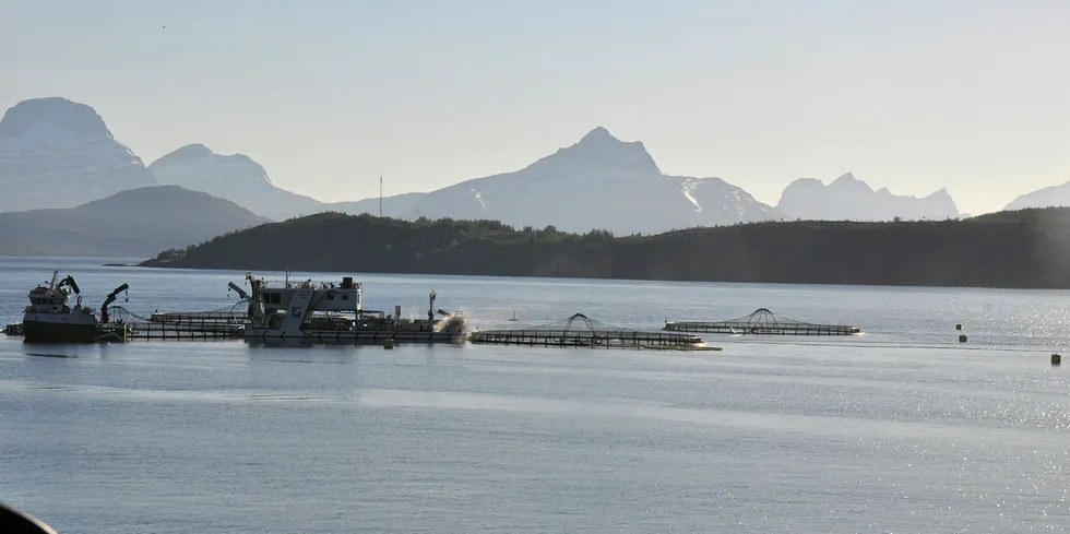 Matproduksjon i sjø: Mowi-lokaliteten Kalvik i Leifjorden i Sørfold kommune i Nordland.