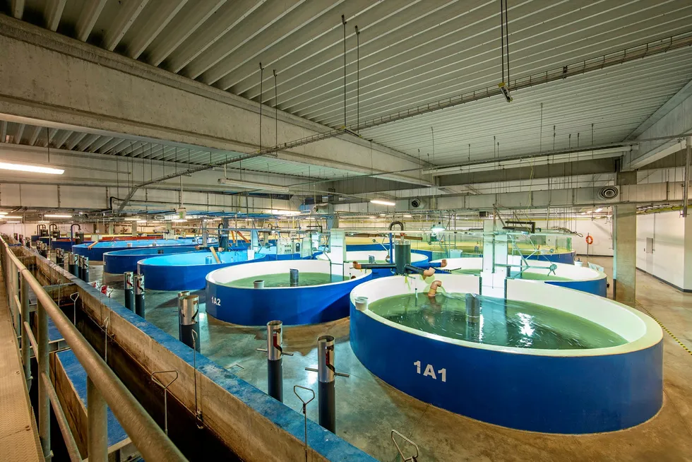 Land-based fish farming tanks at an AquaMaof RAS facility.