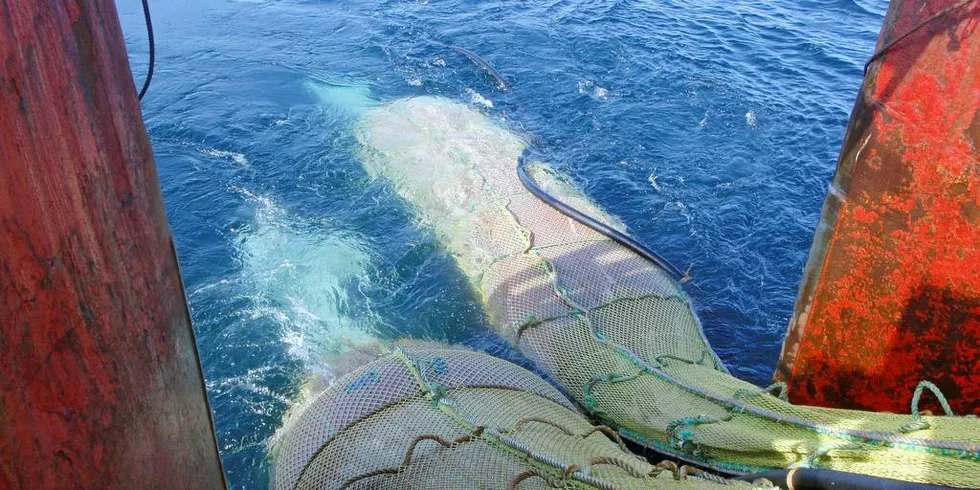 VIKTIG RESSURS: Ifølge Havforskningsinstituttet er raudåta en av Norges viktigste marine ressurser og er mat for mange arter.Foto: Calanus, Snorre Angell