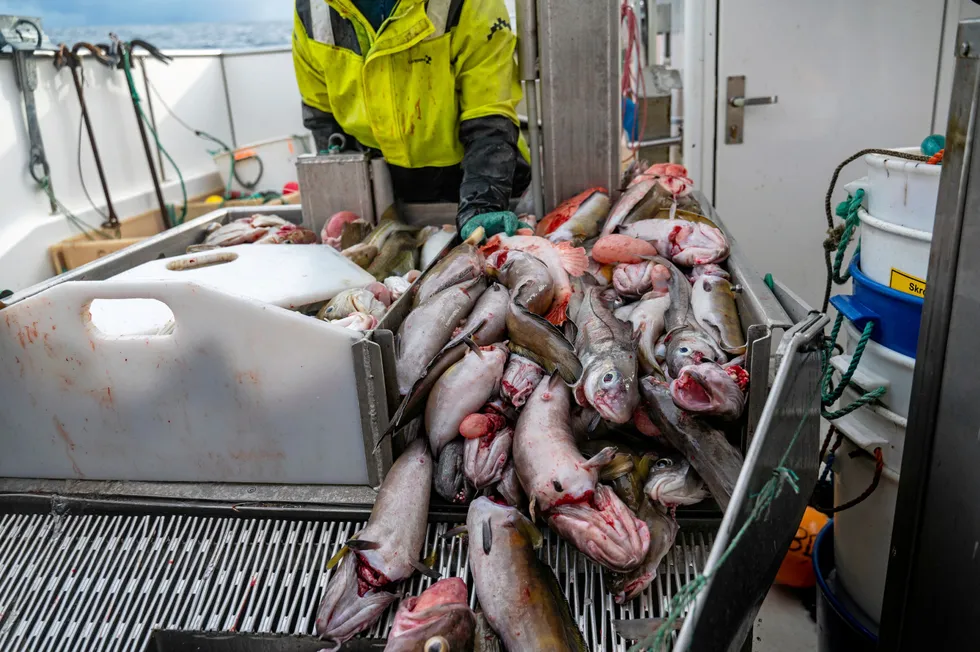 Inndragningene av fangstverdi fra uer og brosme har doblet seg siden i fjor hos Råfiskalget.