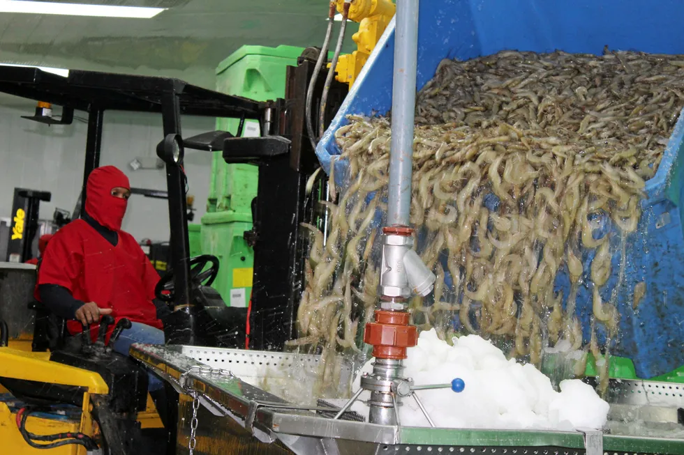 For the second consecutive month, Ecuador's shrimp export volume falls.