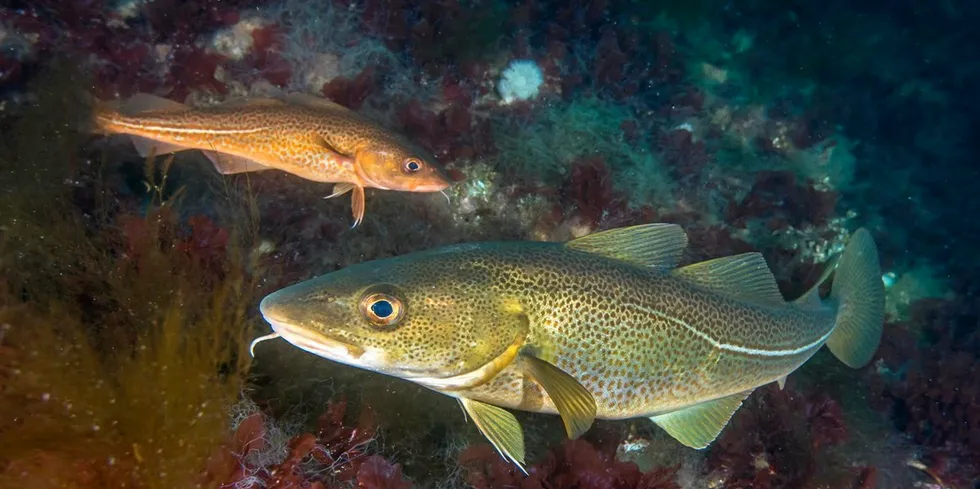 Mens enkelte mener det er best å komme i gang med ferskfiskordninga mens det ennå er skrei langs kysten, mener andre startdatoen må settes på et tidspunkt da man er i større fare for å beskatte kysttorskbestanden.