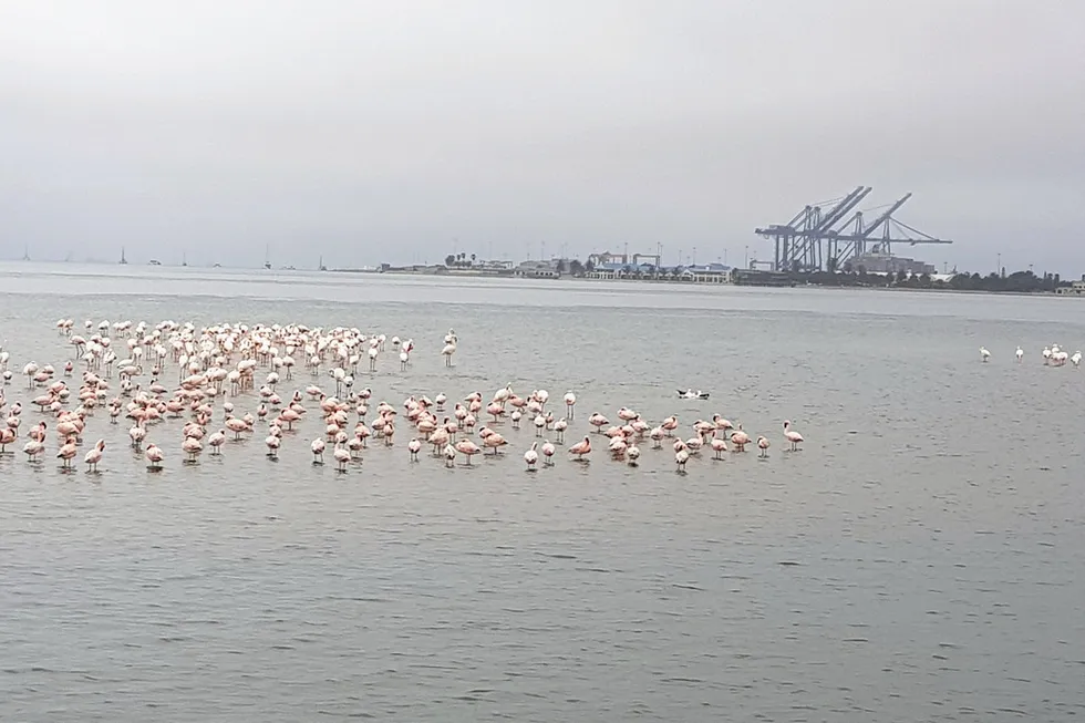 Base camp: Maurel & Prom will use Walvis Bay - whose nearby lagoon is a key feeding ground for flamingos - as the support base for drilling campaign
