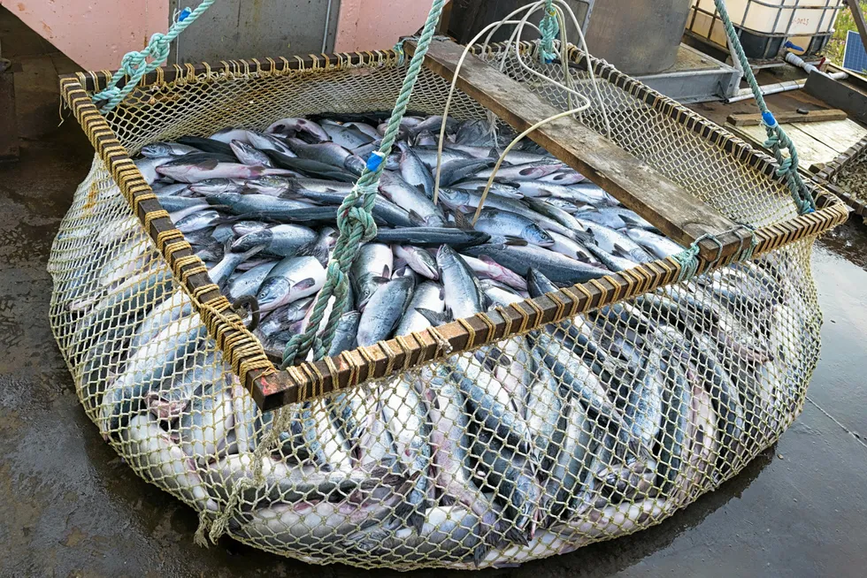 A scoop net containing fresh pink salmon from the Sea of Okhotsk, in Russia's Khabarovsk region.