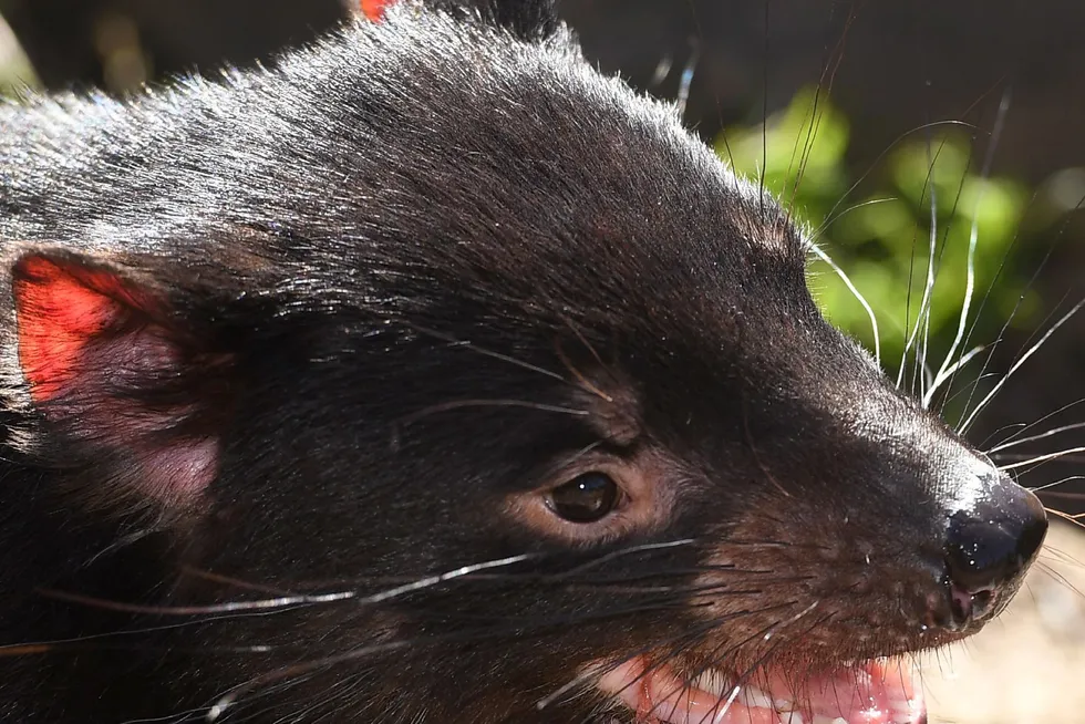 Putting the state on the map: a Tasmanian devil