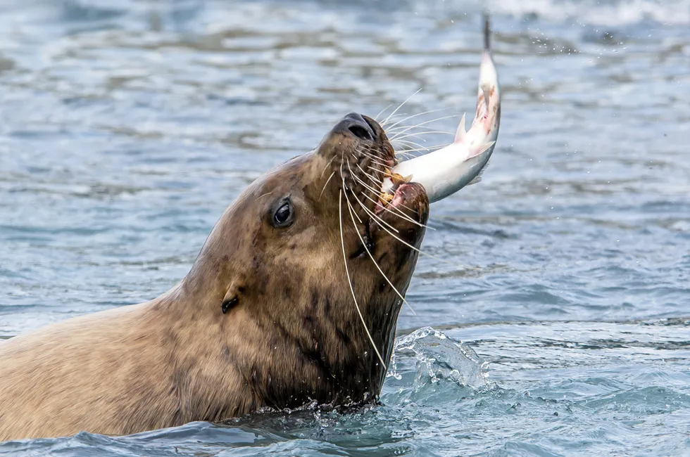 NGOs that have filed a lawsuit against the US government say some foreign countries exporting seafood to the United States are not meeting standards meant to protect dolphins, porpoises, seals, sea lions and whales.