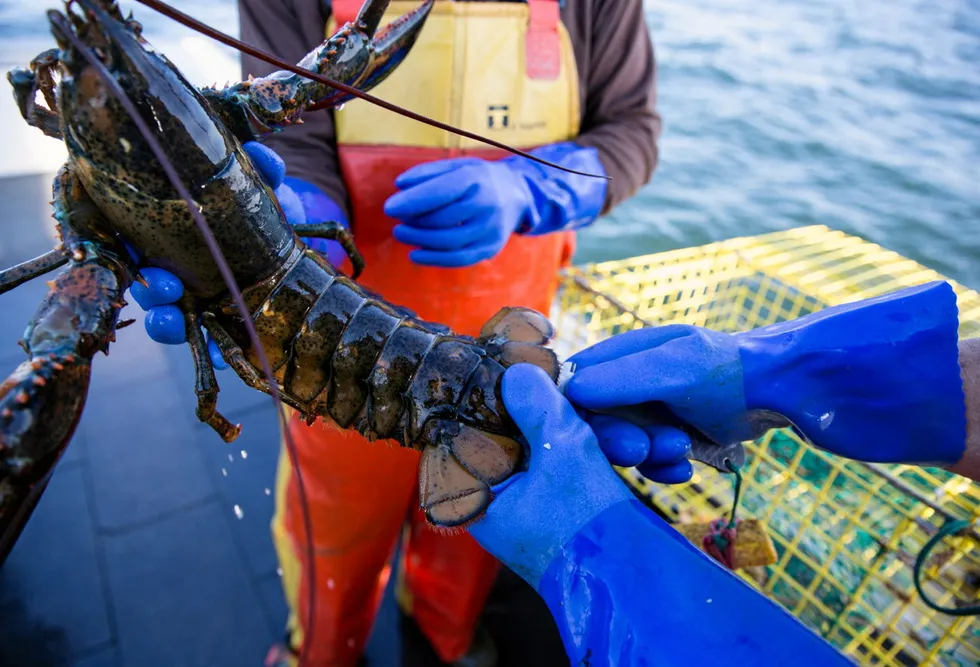 The US lobster industry in Maine is at the center of an ongoing debate over its impact on endangered North Atlantic right whales.