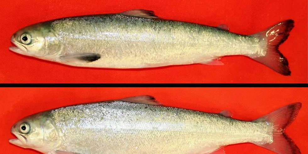 SMOLT: Øverst: umoden smolt, nederst: hannsmolt som har begynt å kjønnsmodne.Foto: Per Gunnar Fjelldal/Havforskningsinstituttet