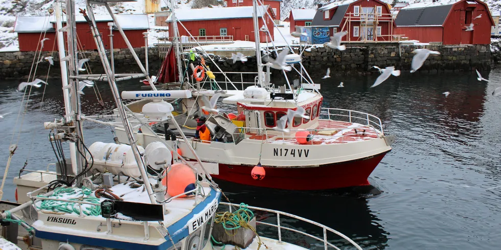 I Stamsund er det startet et nytt fiskeriselskap. Her fra Stamsund havn.