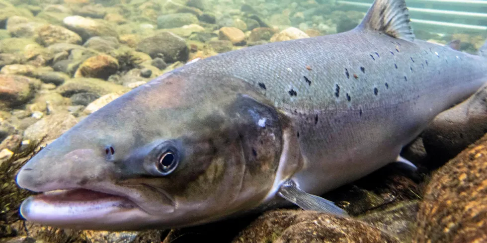 Årsaken til at antall gytelaks i elvene ikke er redusert til tross for at innsiget er redusert med 51 prosent i perioden 1983-2019, er at fisket etter laks både i sjø og elv gradvis er blitt redusert, skriver Bjarte Rambjør Heide og Snorre Henriksen fra Artsdatabanken i dette debattinnlegget.